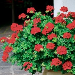 Calliope® Landscape Deep Red
